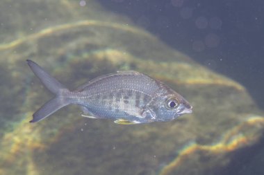 Kayalık sahilde sarı yüzgeçli mojarra