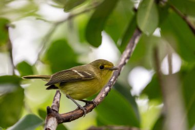 Mangrove vireosu bir levrekte