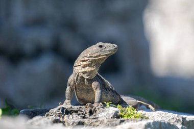 Genç siyah dikenli kuyruklu iguana kayanın üstünde