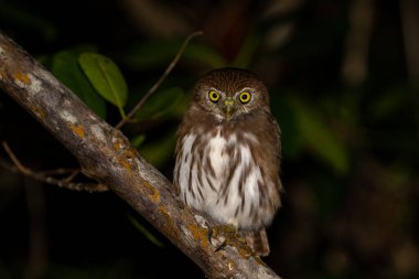 Geceleri bir tüneğin üzerinde yırtıcı cüce baykuş.