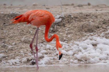 Amerikan flamingosu gölde yiyecek arıyor