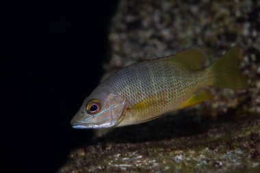 Çocuk okul müdürü levrek kayaların yanında.