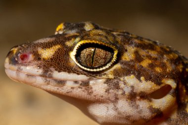 Yucatan yere kertenkele bantladı