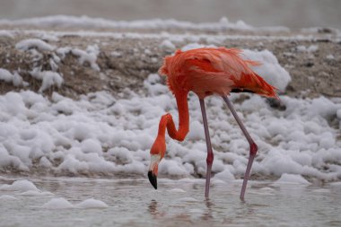 Beyaz köpükle gölde yürüyen Amerikan flamingosu