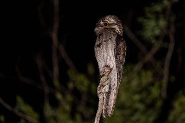 Geceleri bir tüneğin üzerinde kuzey potoo 'su