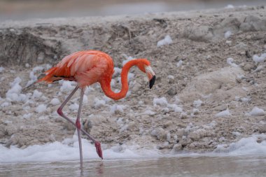 Beyaz köpükle gölde yürüyen Amerikan flamingosu