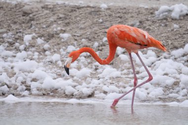Beyaz köpükle gölde yürüyen Amerikan flamingosu
