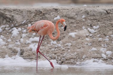 Beyaz köpükle gölde yürüyen Amerikan flamingosu