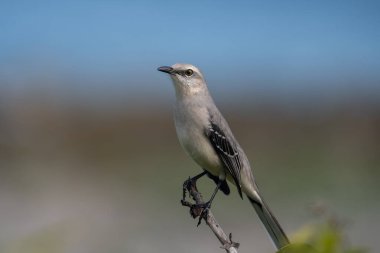Tropikal alaycı kuş tünekte