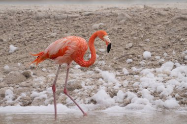 Beyaz köpükle gölde yürüyen Amerikan flamingosu