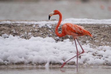 Beyaz köpükle gölde yürüyen Amerikan flamingosu