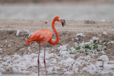 Beyaz köpükle gölde yürüyen Amerikan flamingosu