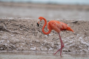Beyaz köpükle gölde yürüyen Amerikan flamingosu