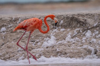 Beyaz köpükle gölde yürüyen Amerikan flamingosu