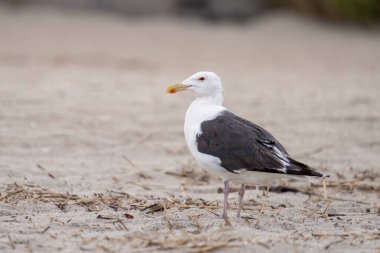 Sahilde siyah bir martı.