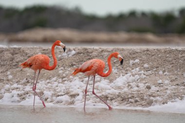 Amerikan flamingo çifti gölde yürüyor