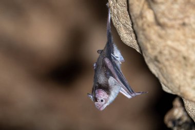 Karanlık bir mağarada vampir yarasa