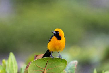 Yaprağın üzerinde kapüşonlu Oriole