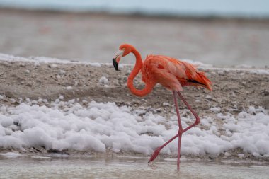 Beyaz köpükle gölde yürüyen Amerikan flamingosu
