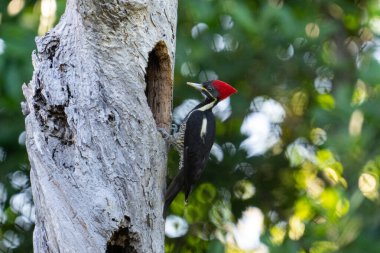 Çizgili ağaçkakan yuva oyuğu yapıyor 