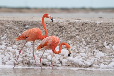 Amerikan flamingo çifti gölde yürüyor