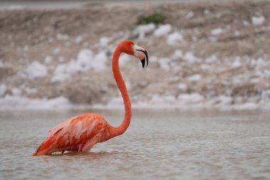 Beyaz köpükle gölde yürüyen Amerikan flamingosu