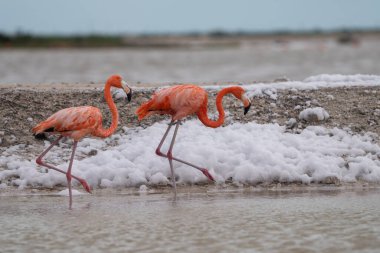 Amerikalı flamingolar tuz düzlüğünde yürüyorlar