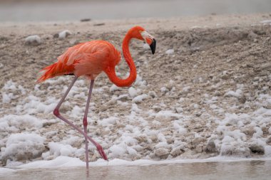 Beyaz köpükle gölde yürüyen Amerikan flamingosu