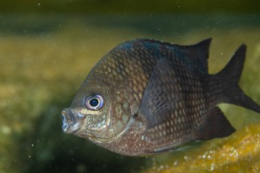 Rock 'tan sonraki araştırma bölümü