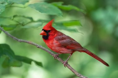 Kuzey Kardinali bir levrek üzerinde