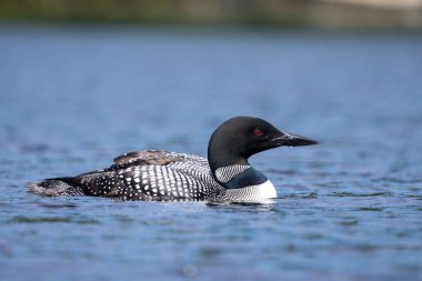 Common loon in a lake clipart