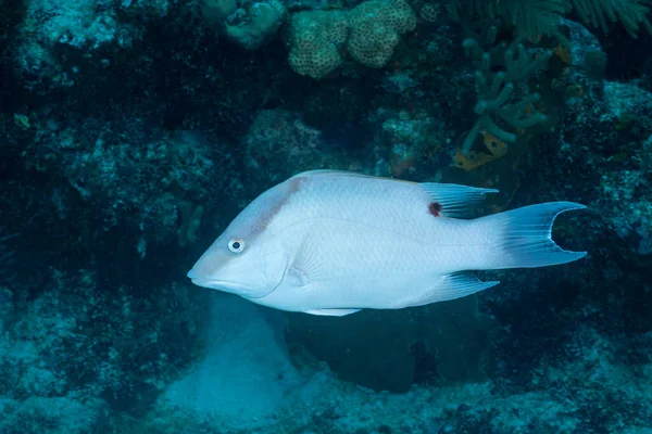 Hogfish Mezoamerickém Útesu — Stock fotografie