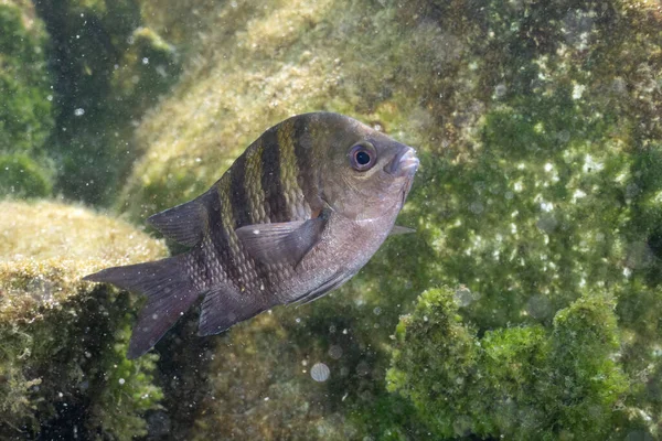 Rock 'tan sonraki araştırma bölümü