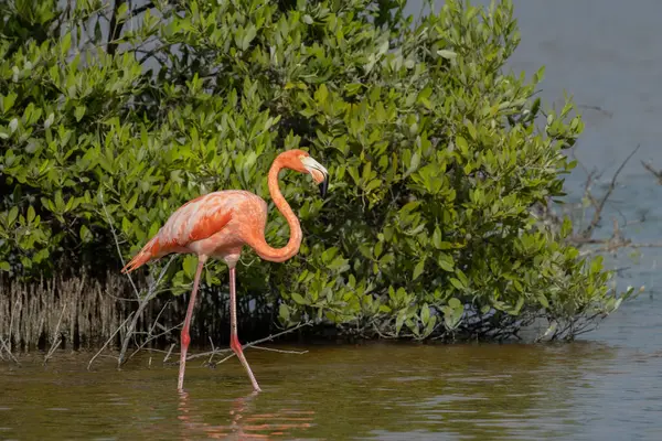 Amerikaanse Flamingo Door Mangrove Bos — Stockfoto