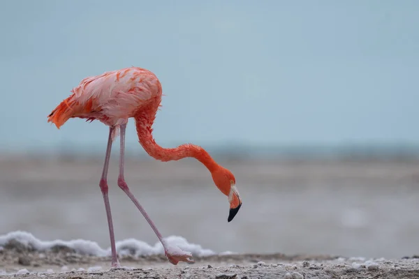Amerikanischer Flamingo Watet Lagune Mit Weißem Schaum — Stockfoto