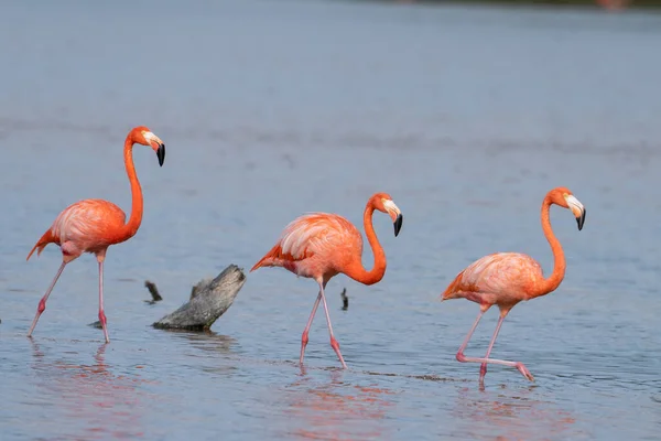 Three American Flamingos Wading Lagoon — Stock Photo, Image