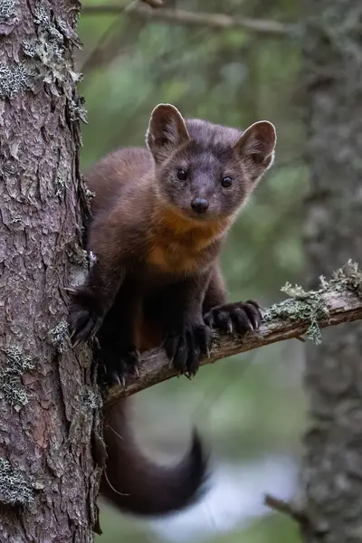 Ağaçtaki çam sansarı