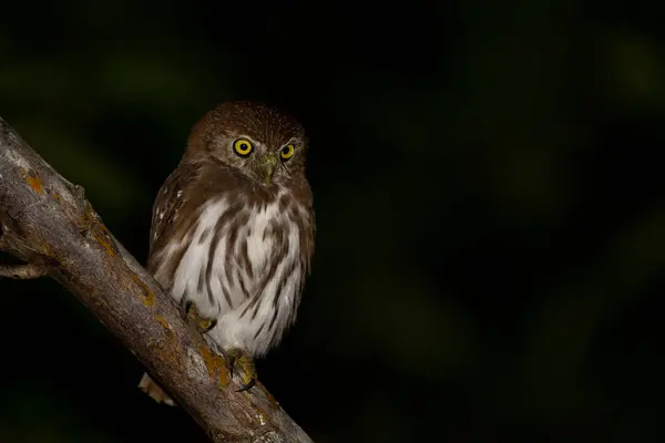 Ferruginous Pygmy Owl Perch Night — Stock Photo, Image