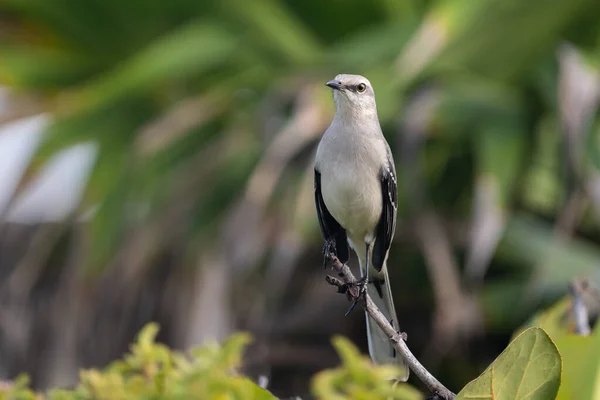 Tropikal alaycı kuş tünekte