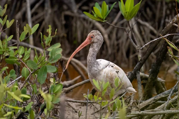 White ibis in mangrove forest