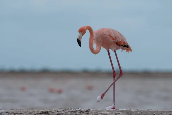 Flamingo Americano Vagueando Lagoa Com Espuma Branca — Fotografia de Stock