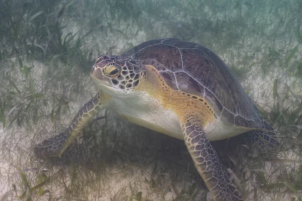 Green sea turtle in seagrass bed