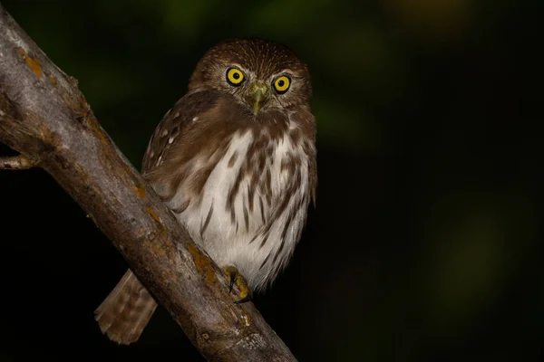Ferruginous Pygmy Owl Hřadu Night — Stock fotografie