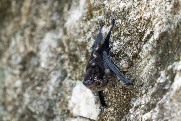 Greater sac-winged bat hanging upside-down