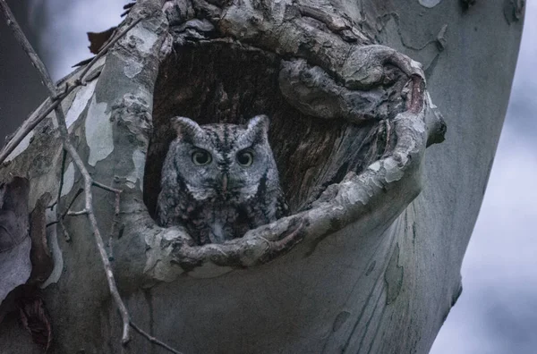 Wschodni Płacz Sowy Jamie Drzewa — Zdjęcie stockowe
