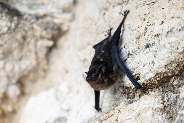 Greater sac-winged bat hanging upside-down