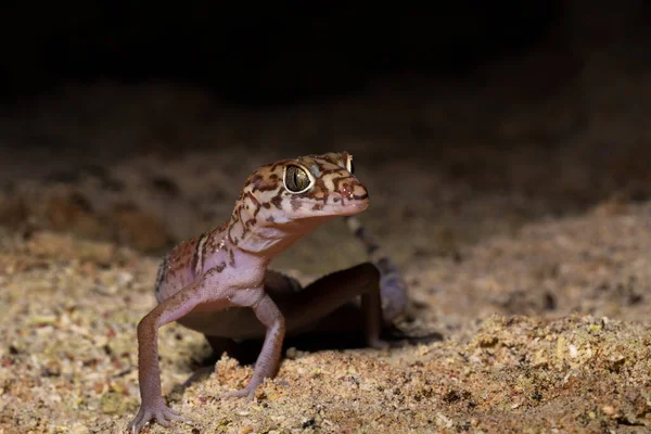 Jukatan Banded Gecko Ziemi — Zdjęcie stockowe