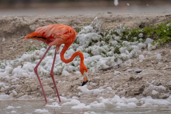 Amerikansk Flamingo Vadar Lagun Med Vitt Skum — Stockfoto