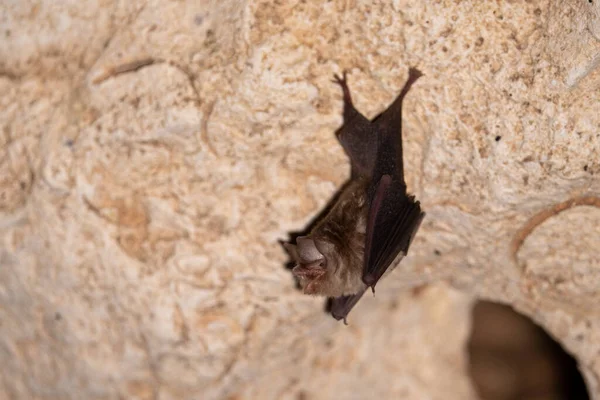 Funnel-eared bat hanging in a cave