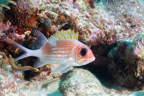 stock image Squirrelfish in the Mesoamerican Reef